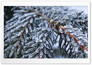 Frozen Spruce Ultra HD Wallpaper for 4K UHD Widescreen desktop, tablet & smartphone