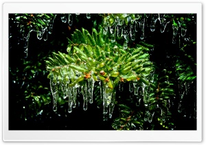 Frozen Tree Ultra HD Wallpaper for 4K UHD Widescreen desktop, tablet & smartphone