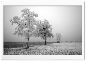 Frozen Trees Ultra HD Wallpaper for 4K UHD Widescreen desktop, tablet & smartphone