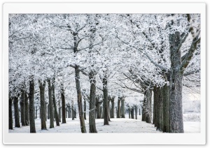 Frozen Trees, Winter Ultra HD Wallpaper for 4K UHD Widescreen desktop, tablet & smartphone
