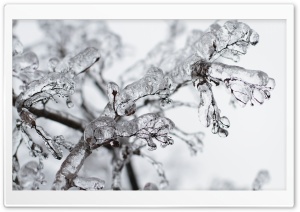 Frozen Twigs Ultra HD Wallpaper for 4K UHD Widescreen desktop, tablet & smartphone