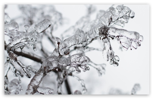 Frozen Twigs UltraHD Wallpaper for UHD 16:9 ; HD 16:9 ; UltraWide 32:9 32:10 ; Widescreen 16:10 5:3 ; Fullscreen 4:3 5:4 3:2 ; Tablet 1:1 ; Mobile 3:5 3:4 ; Dual 16:10 5:3 16:9 4:3 5:4 ;