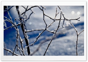 Frozen Twigs Bokeh Ultra HD Wallpaper for 4K UHD Widescreen desktop, tablet & smartphone