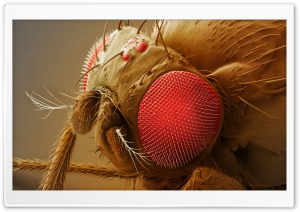 Fruit Fly Head Ultra HD Wallpaper for 4K UHD Widescreen desktop, tablet & smartphone