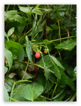 Fruity nature UltraHD Wallpaper for Mobile 3:4 ;