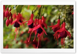 Fuchsia Flowers Ultra HD Wallpaper for 4K UHD Widescreen desktop, tablet & smartphone