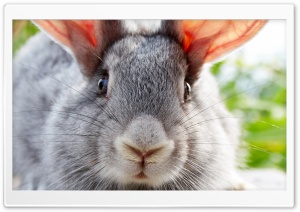 Funny Bunny Ultra HD Wallpaper for 4K UHD Widescreen desktop, tablet & smartphone
