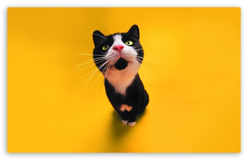 Wallpaper Hd Cute Wallpapers Cats 4k Desktop Backgrounds