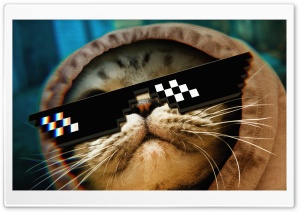 Funny Cat Thug Life Glasses Ultra HD Wallpaper for 4K UHD Widescreen desktop, tablet & smartphone