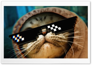 Funny Cat Thug Life Glasses Ultra HD Wallpaper for 4K UHD Widescreen Desktop, Lockscreen, Screensaver, TV, Tablet, Smartphone