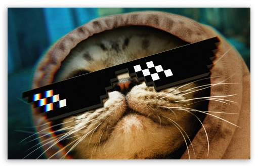 Funny Cat Live Wallpaper  Apps on Google Play