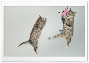 Funny Cats Ultra HD Wallpaper for 4K UHD Widescreen desktop, tablet & smartphone