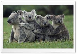 Funny Cute Koalas Ultra HD Wallpaper for 4K UHD Widescreen desktop, tablet & smartphone