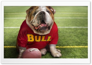 Funny Doggy Football Time Ultra HD Wallpaper for 4K UHD Widescreen desktop, tablet & smartphone