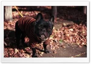 Funny Dressed Up Dog Ultra HD Wallpaper for 4K UHD Widescreen desktop, tablet & smartphone