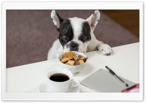 Funny French Bulldog Trying to Steal Biscuits Ultra HD Wallpaper for 4K UHD Widescreen desktop, tablet & smartphone