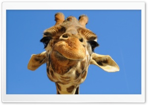 Funny Giraffe Ultra HD Wallpaper for 4K UHD Widescreen desktop, tablet & smartphone