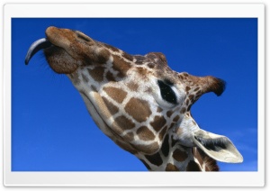 Funny Giraffe Sticking Out His Tongue Ultra HD Wallpaper for 4K UHD Widescreen desktop, tablet & smartphone