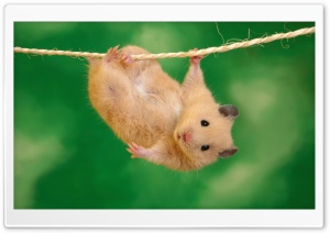 Funny Hamster Ultra HD Wallpaper for 4K UHD Widescreen desktop, tablet & smartphone