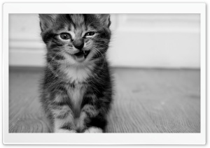 Funny Kitten Ultra HD Wallpaper for 4K UHD Widescreen desktop, tablet & smartphone