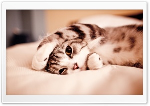 Funny Lazy Cat Ultra HD Wallpaper for 4K UHD Widescreen desktop, tablet & smartphone