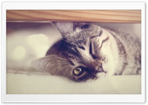 Funny Lazy Cat Ultra HD Wallpaper for 4K UHD Widescreen desktop, tablet & smartphone