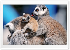 Funny Lemurs Ultra HD Wallpaper for 4K UHD Widescreen desktop, tablet & smartphone