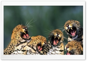 Funny Leopards Ultra HD Wallpaper for 4K UHD Widescreen desktop, tablet & smartphone
