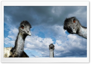 Funny Ostriches Ultra HD Wallpaper for 4K UHD Widescreen desktop, tablet & smartphone