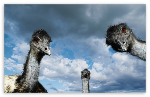 Funny Ostriches UltraHD Wallpaper for HD 16:9 ; Widescreen 16:10 5:3 ; Fullscreen 4:3 3:2 ; Tablet 1:1 ; Mobile 3:5 3:4 ;