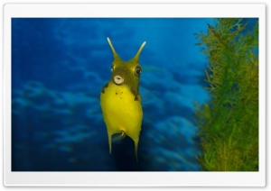 Funny Sea Creature Ultra HD Wallpaper for 4K UHD Widescreen desktop, tablet & smartphone