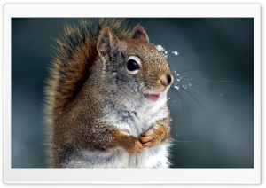 Funny Squirrel Ultra HD Wallpaper for 4K UHD Widescreen desktop, tablet & smartphone