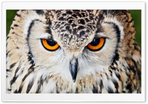 Furious Owl Ultra HD Wallpaper for 4K UHD Widescreen Desktop, Lockscreen, Screensaver, TV, Tablet, Smartphone