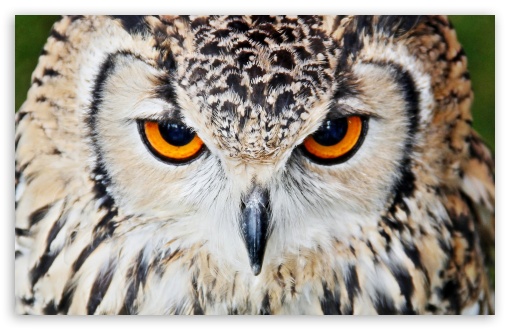 Furious Owl UltraHD Wallpaper for HD 16:9 ; Widescreen 16:10 5:3 ; Fullscreen 4:3 5:4 3:2 ; Mobile 3:4 ;