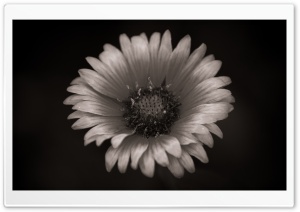 Gaillardia Black and White Ultra HD Wallpaper for 4K UHD Widescreen desktop, tablet & smartphone