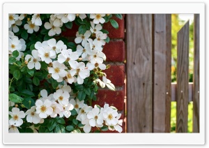 Garden Entrance with White Wild Roses and Red Brick Wall 4K UHD Wallpaper for Widescreen and UltraWide Desktop, UltraHD TV, Smartphone, Tablet
