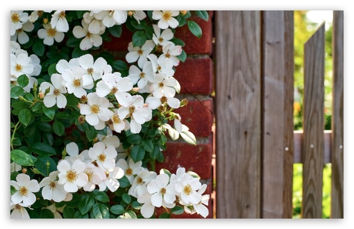 Garden Entrance with White Wild Roses and Red Brick Wall 4K UHD Wallpaper for Widescreen and UltraWide Desktop, UltraHD TV, Smartphone, Tablet Garden Entrance with White Wild Roses and Red Brick Wall UltraHD Wallpaper for UHD 16:9 ; HD 16:9 ; UltraWide 21:9 24:10 32:9 32:10 ; Widescreen 16:10 5:3 ; Fullscreen 4:3 5:4 3:2 ; Tablet 1:1 ; Mobile 9:16 9:19.5 9:20 9:21 9:22 10:16 2:3 3:5 3:4 ; Dual 16:10 5:3 16:9 4:3 5:4 3:2 ;