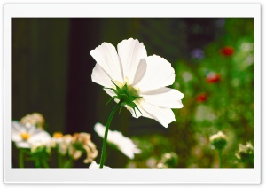 Garden Flower Ultra HD Wallpaper for 4K UHD Widescreen desktop, tablet & smartphone