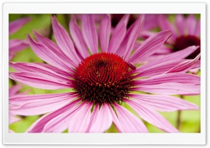 Garden Flower Macro Ultra HD Wallpaper for 4K UHD Widescreen desktop, tablet & smartphone