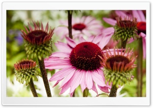 Garden Flowers Ultra HD Wallpaper for 4K UHD Widescreen desktop, tablet & smartphone