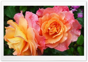 Garden Flowers Ultra HD Wallpaper for 4K UHD Widescreen desktop, tablet & smartphone