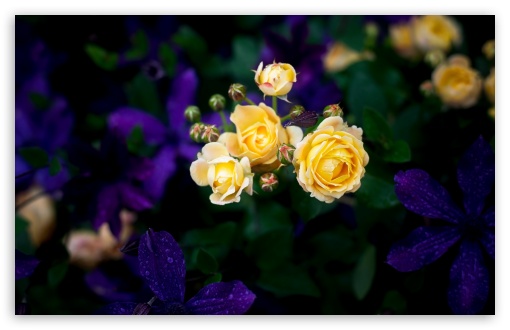 Garden Flowers after Rain UltraHD Wallpaper for UHD 16:9 ; HD 16:9 ; UltraWide 21:9 24:10 32:9 32:10 ; Widescreen 16:10 5:3 ; Fullscreen 4:3 5:4 3:2 ; Tablet 1:1 ; Mobile 9:16 9:19.5 9:20 9:21 9:22 10:16 2:3 3:5 3:4 ; Dual 16:10 5:3 16:9 4:3 5:4 3:2 ; Triple 16:10 5:3 16:9 5:4 3:2 ;