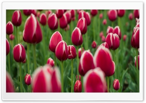 Garden Full Of Tulips Ultra HD Wallpaper for 4K UHD Widescreen desktop, tablet & smartphone