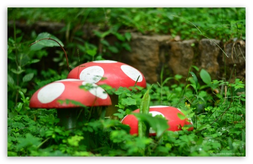 Garden Mushrooms UltraHD Wallpaper for HD 16:9 ; Widescreen 16:10 5:3 ; Fullscreen 3:2 ;