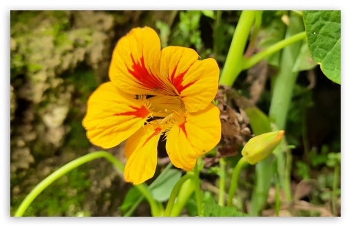 garden nasturtium UltraHD Wallpaper for HD 16:9 ; UltraWide 21:9 24:10 ; Widescreen 16:10 5:3 ;