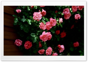 Garden Roses Ultra HD Wallpaper for 4K UHD Widescreen desktop, tablet & smartphone