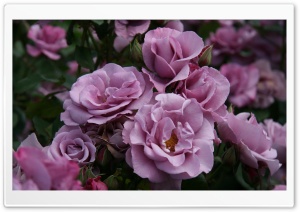 Garden Roses Close-up Ultra HD Wallpaper for 4K UHD Widescreen desktop, tablet & smartphone