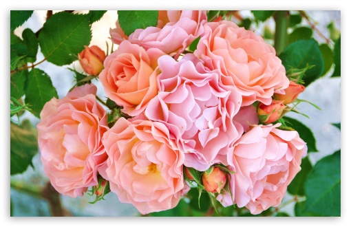 Garden Roses Flowers UltraHD Wallpaper for 8K UHD TV 16:9 Ultra High Definition 2160p 1440p 1080p 900p 720p ; UltraWide 21:9 24:10 ; Widescreen 16:10 5:3 WHXGA WQXGA WUXGA WXGA WGA ; Fullscreen 4:3 5:4 3:2 UXGA XGA SVGA QSXGA SXGA DVGA HVGA HQVGA ( Apple PowerBook G4 iPhone 4 3G 3GS iPod Touch ) ; Tablet 1:1 ; Mobile 9:16 2:3 3:5 3:4 - ;