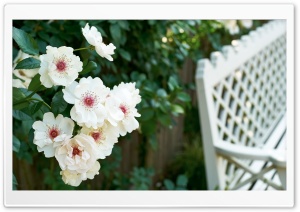 Garden Scene with Rose Cluster and White Bench 4K UHD Wallpaper for Widescreen and UltraWide Desktop, UltraHD TV, Smartphone, Tablet