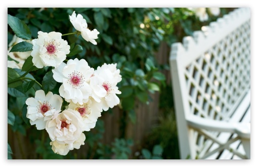 Garden Scene with Rose Cluster and White Bench 4K UHD Wallpaper for Widescreen and UltraWide Desktop, UltraHD TV, Smartphone, Tablet Garden Scene with Rose Cluster and White Bench UltraHD Wallpaper for UHD 16:9 ; HD 16:9 ; UltraWide 21:9 24:10 ; Widescreen 16:10 5:3 ; Fullscreen 4:3 3:2 ; Tablet 1:1 ;